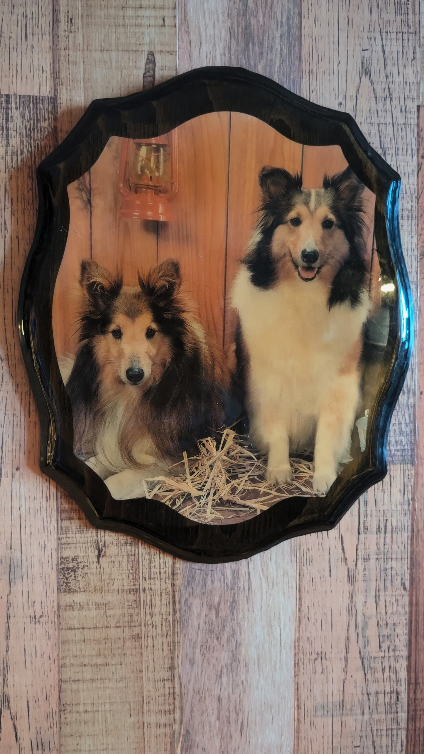 Two Collies