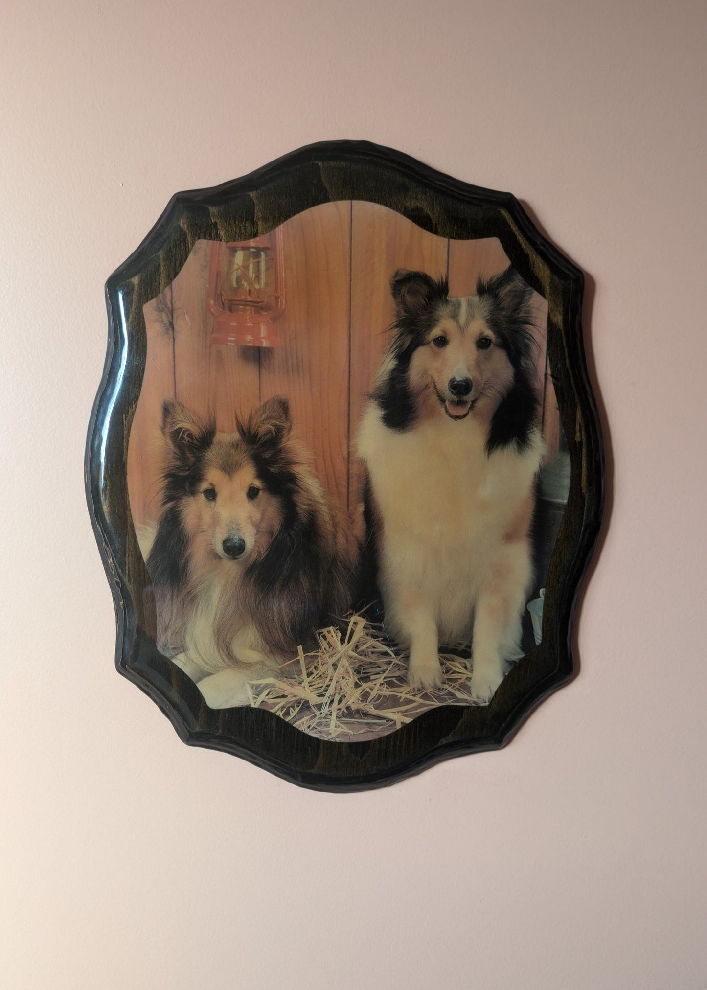 Two Collies